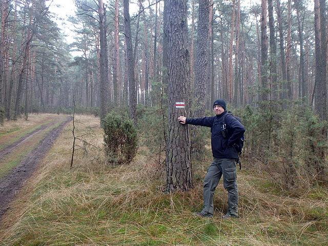 W lesie między Smukałą a Maksymilianowem