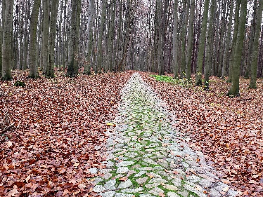Brukowa droga do Kołowa