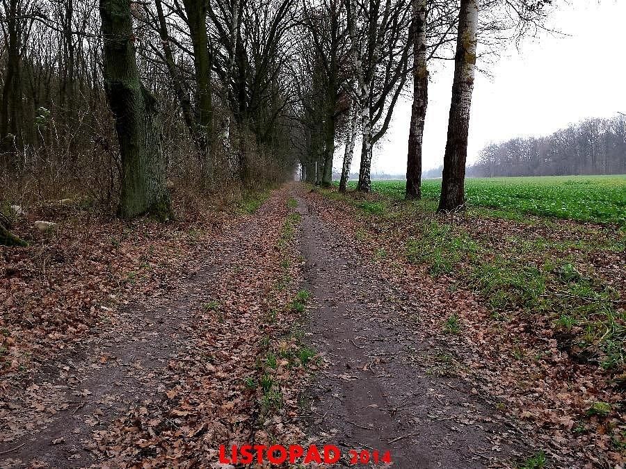 Warchlino - Dąbrowica