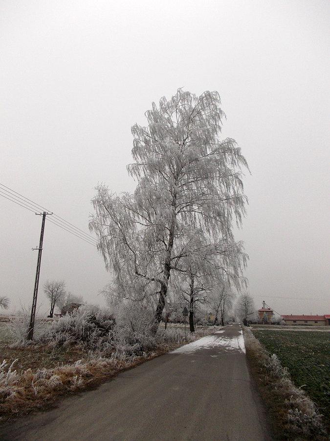 W zimowej szacie