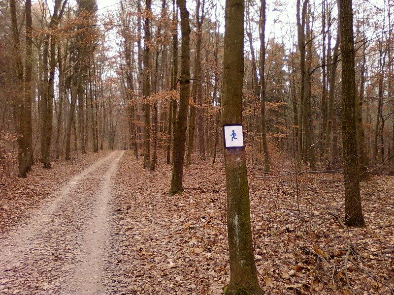Szlak biegowy