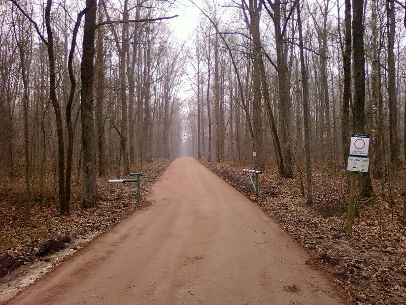 Utwardzona leśna droga