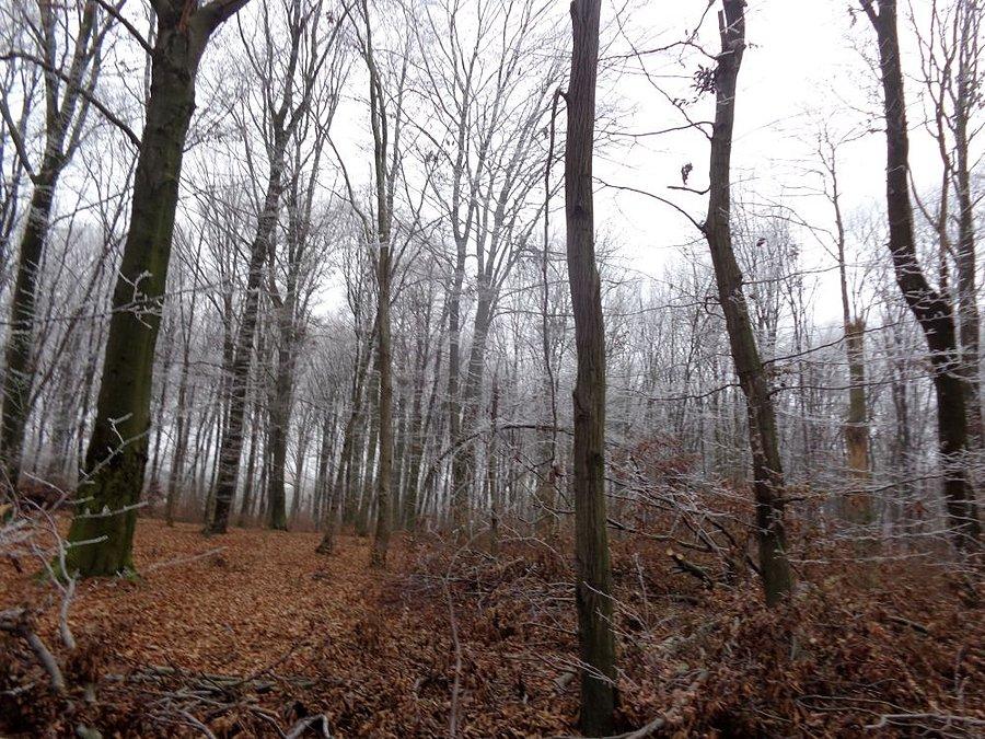 Las na Słocinie