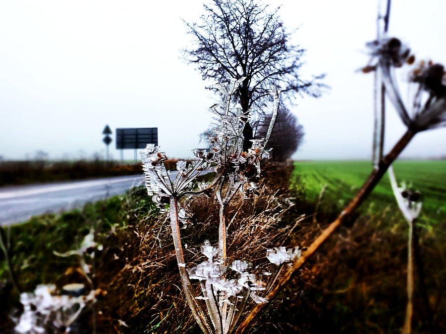 Oblodzone trawy