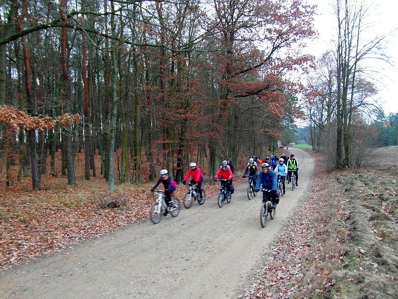 Peleton mknie po leśnych dróżkach