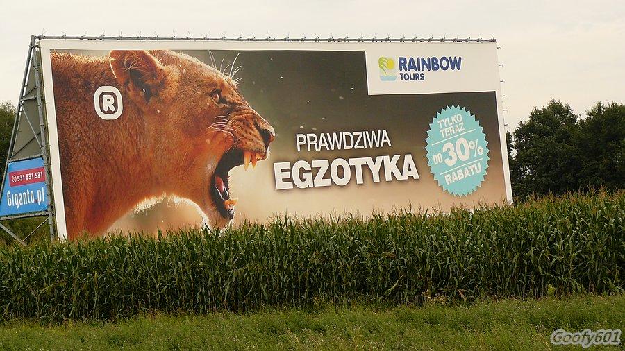 Aż strach wejść w tą kukurydzę ;)