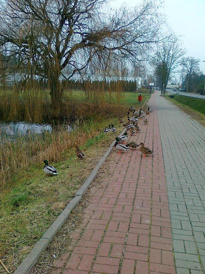 Drogie panie, na ddr bez rowerów nie wolno :)