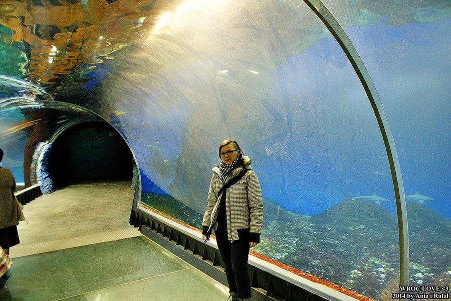 Szklany tunel. Rybki na górze, rybki na dole, rybki po bokach