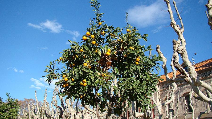 Pomarańcze w grudniu