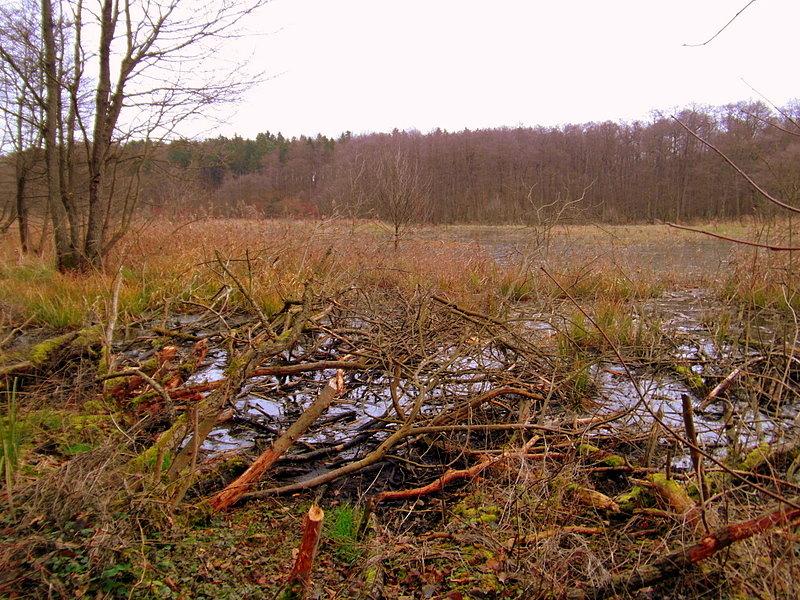 Lesne widoczki