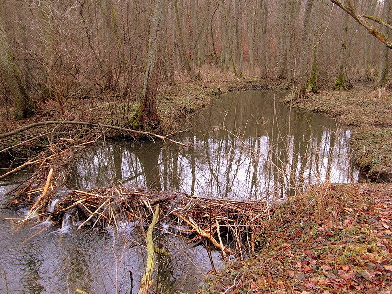 Precyzyjna tama w wykonaniu pana bobra