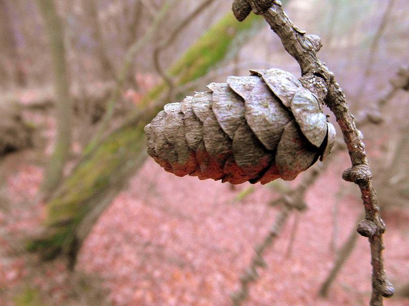 Małe macro