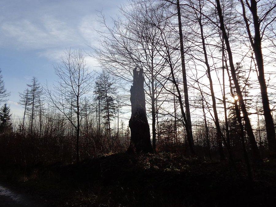 Leśny klimat