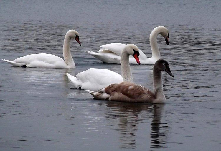 Łabędzie
