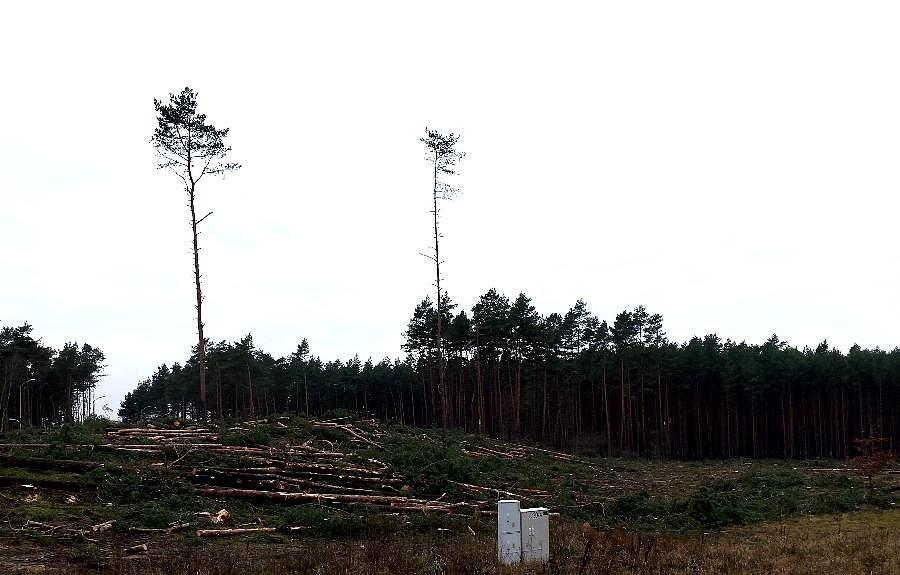 Wycinka drzew na Tczewskiej
