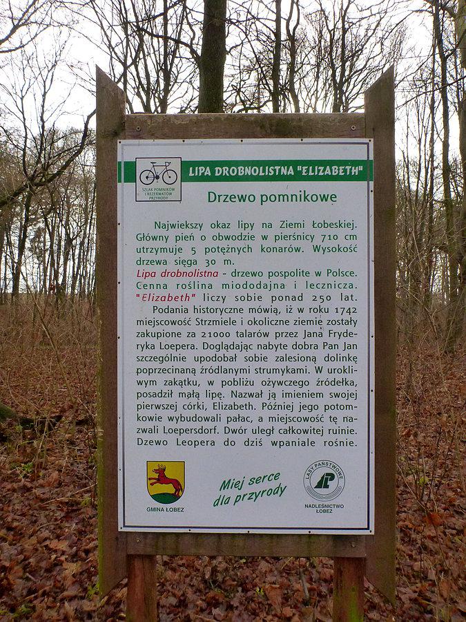 Historia dębu Eliza 53°38'07.1"N 15°32'38.9"E