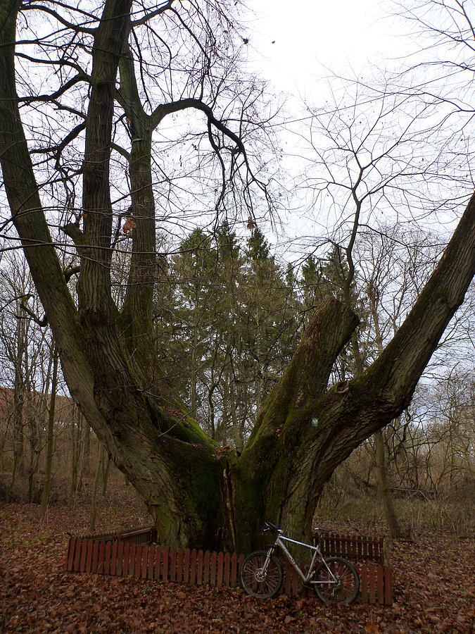 Dąb Eliza 53°38'07.1"N 15°32'38.9"E