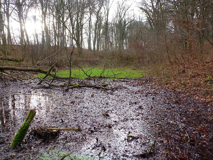 17 Grudzień i soczysta zieleń 53°38'07.1"N 15°32'38.9"E