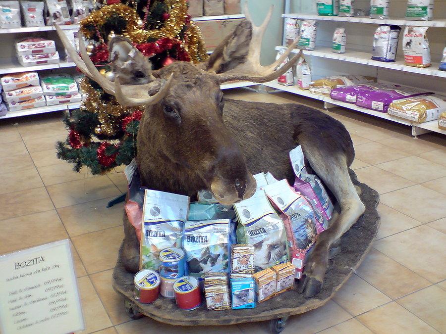 Kakdu łoś