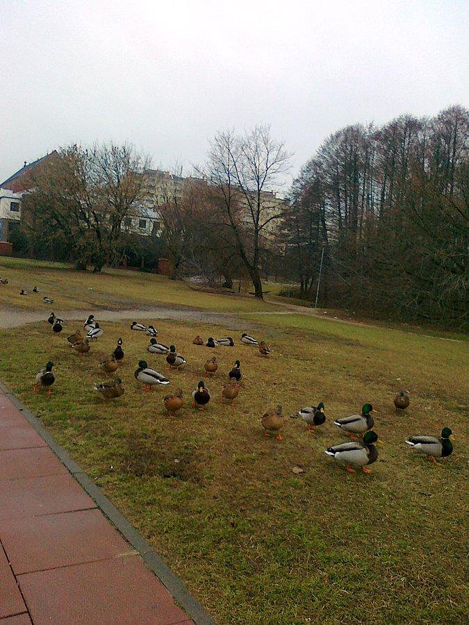 Kaczki ciesza się z takiej pogody