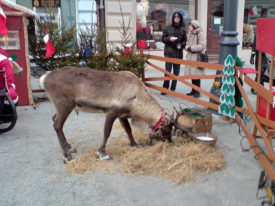 Łódź renifer na Piotrkowskeij