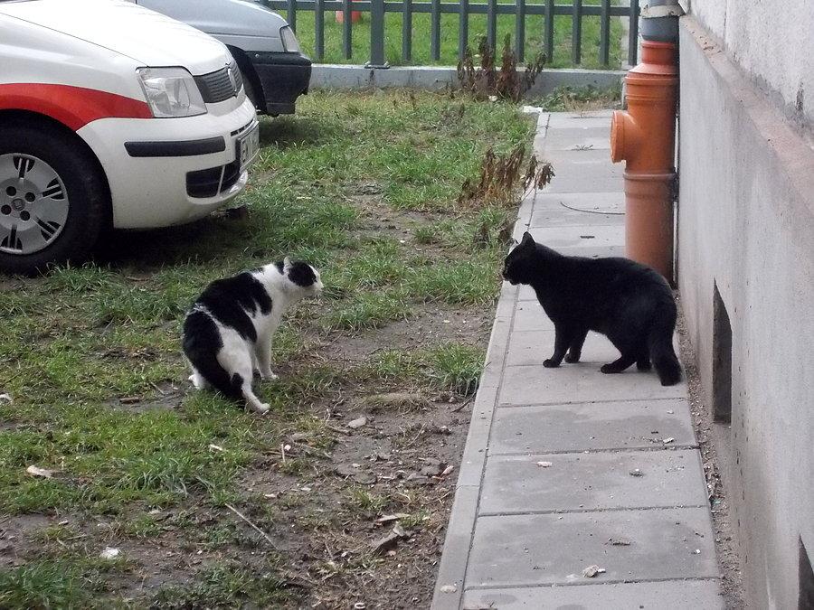 Marcowanie kotów w grudniu