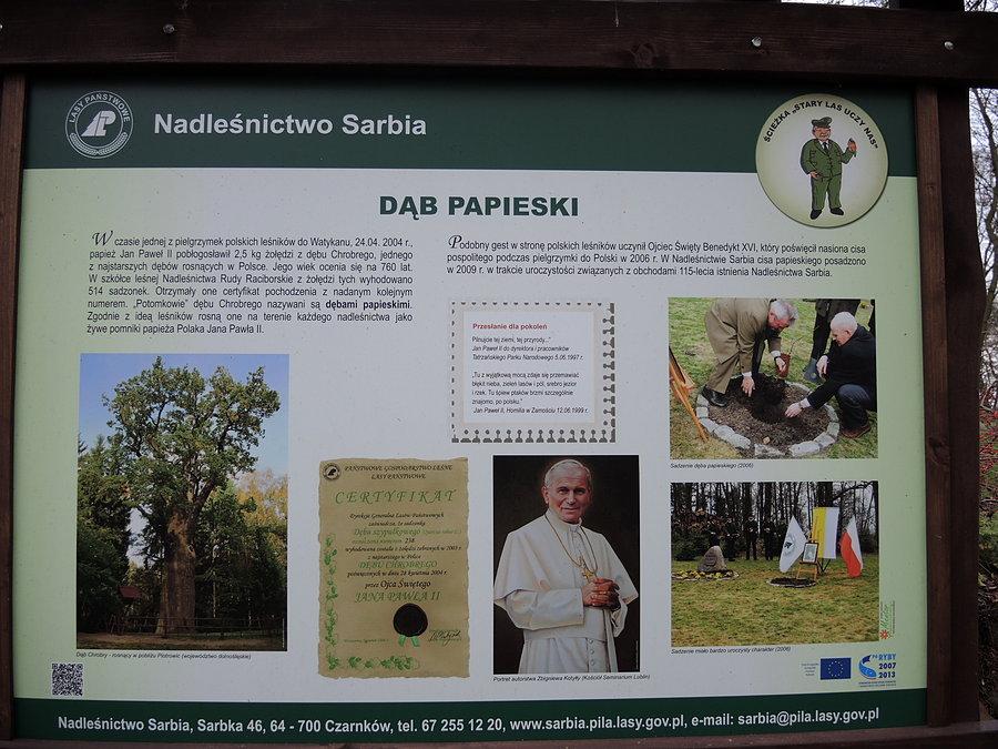 Dąb Papieski - tablica informacyjna na terenie Nadleśnictwa Sarbia