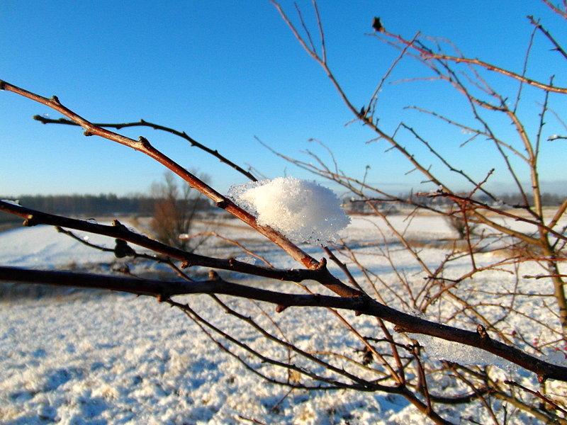 Śnieżny puszek