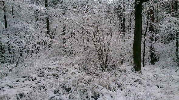 Las Dąbrowa
