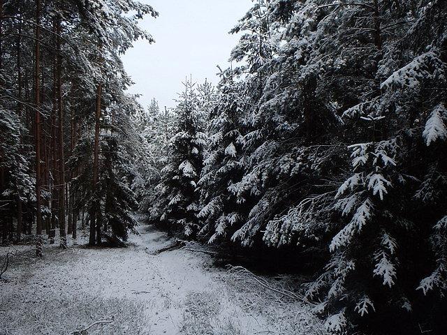 "Podhalańskie" i