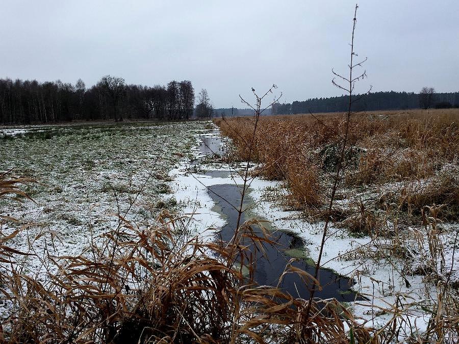 Okolice bobrów koło Grzędzic