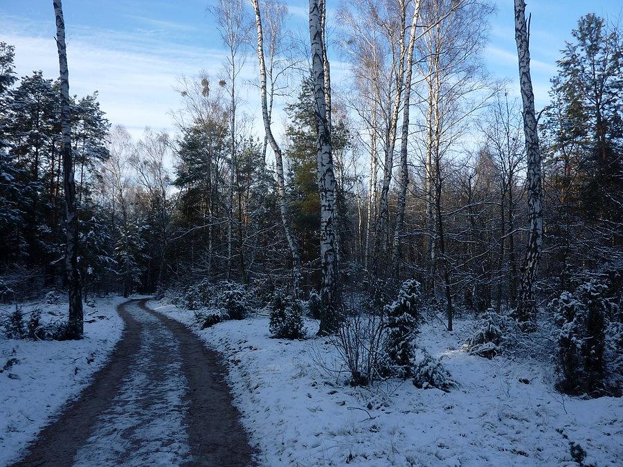 Pierwszy śniegopad tej zimy