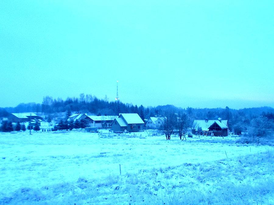 Jagodnik w zimowej scenerii