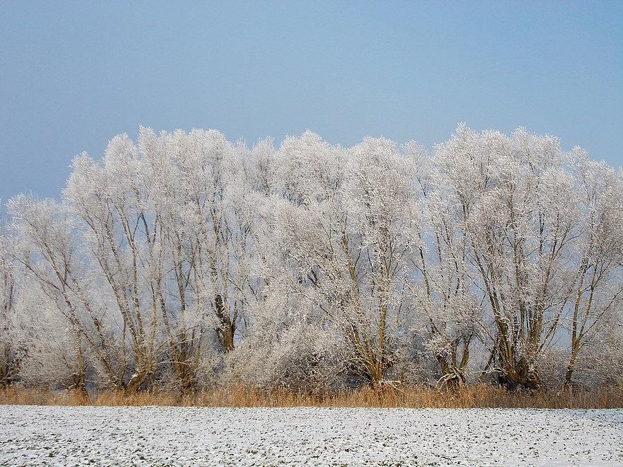 Zimowe Żuławy