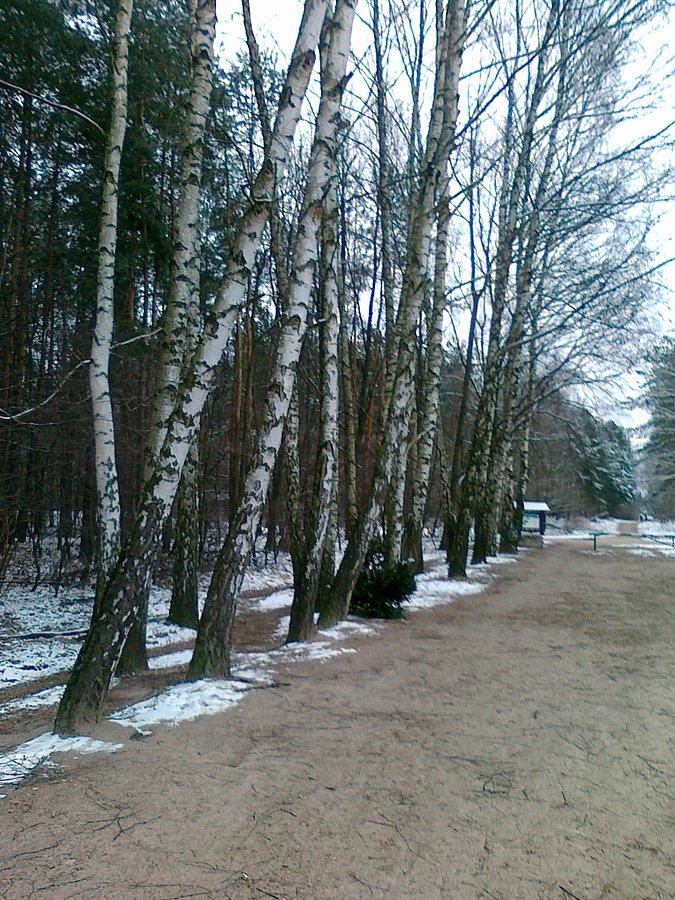 Przez las