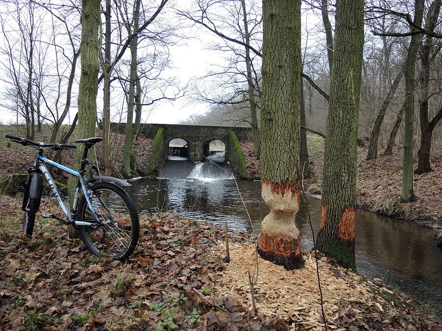 Działalność bobrów nad Rudnicą