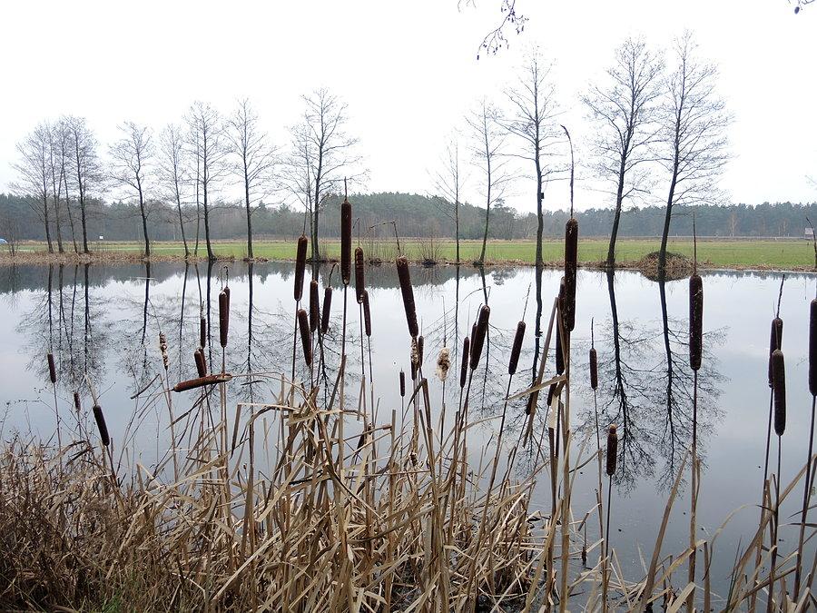Pałki wodne nad stawem między Kuźnicą a Czarnkowem