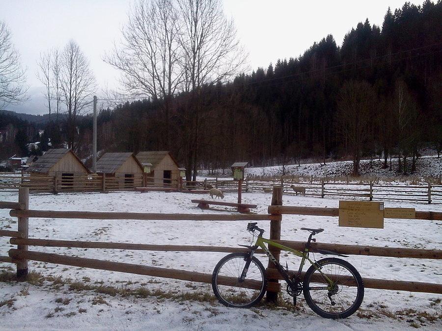 A owce się pasą