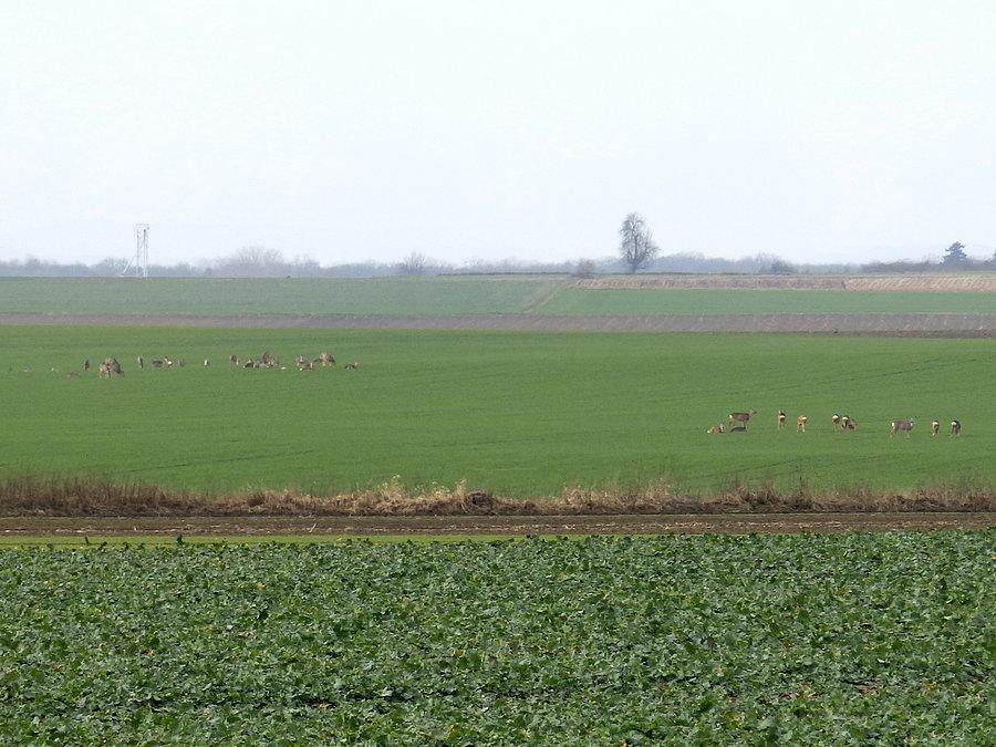 Około 35 saren