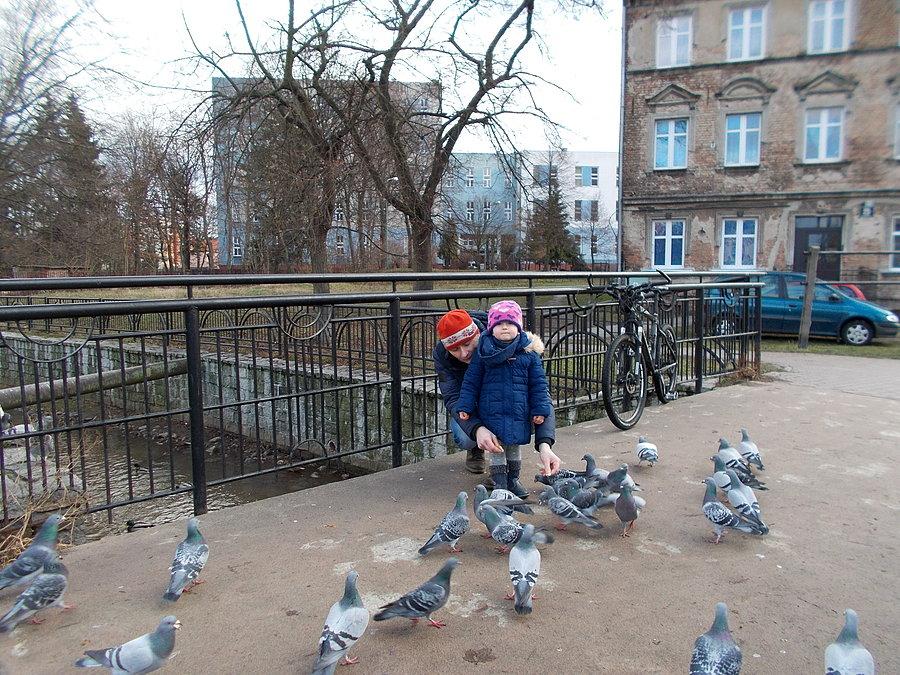 Mikołaj z Olką polują na gołębie