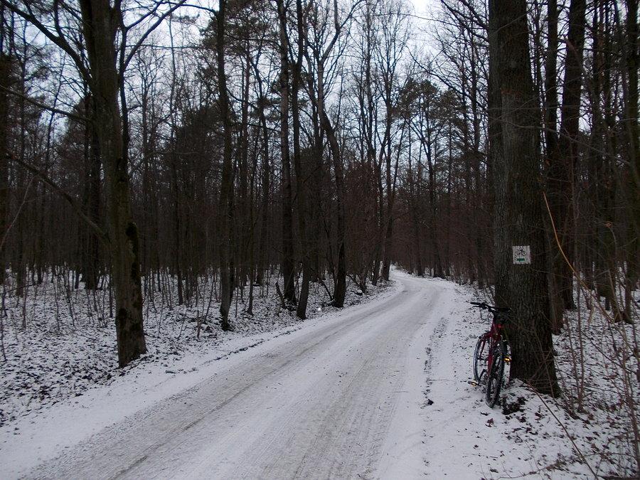 Leśne drogi przypominają lodowisko