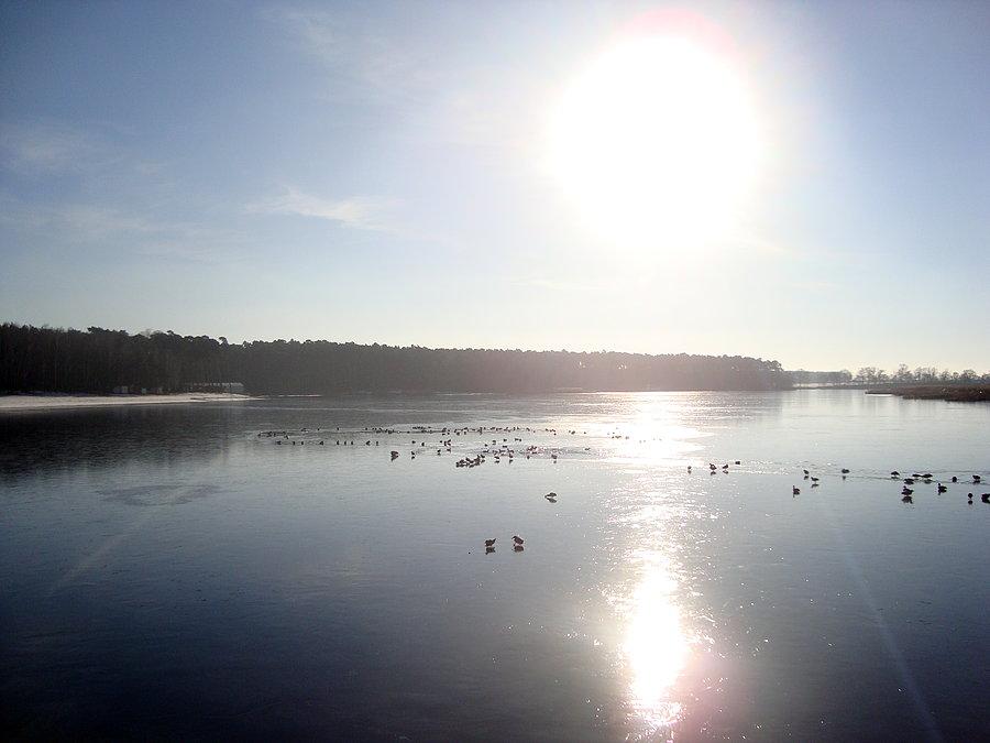Jezioro w Gołuchowie