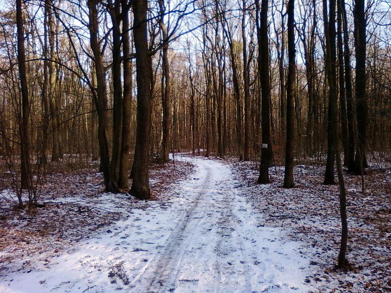 Ośnieżona ścieżka w Lesie Łagiewnickim