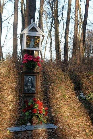 Koło wodnego lasu