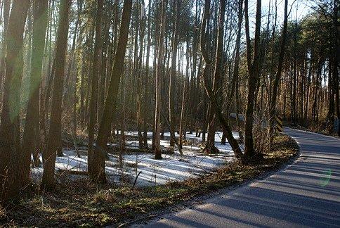 Na zakręcie, wodny las