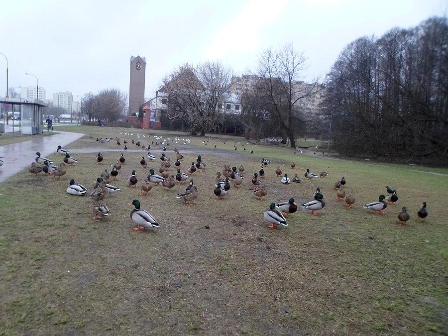 Ptactwo wodne na Broniewskiego
