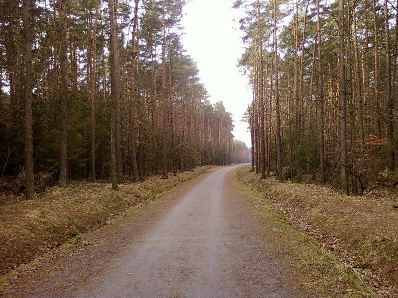 Szutrowa droga leśna