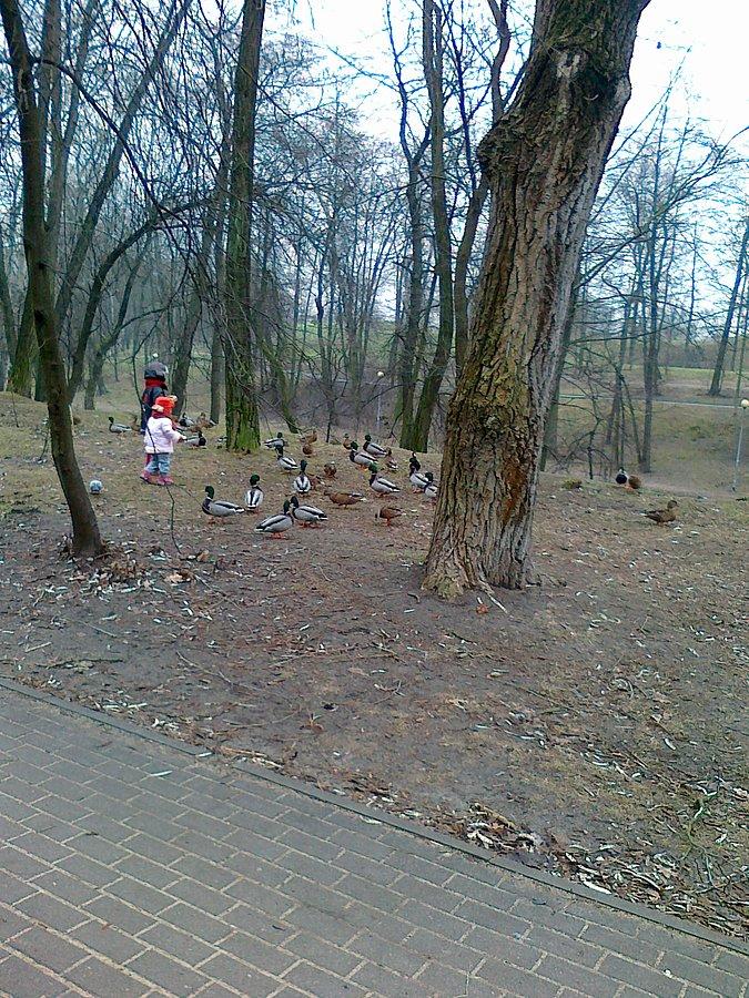 Dokarmianie ptaków w parku