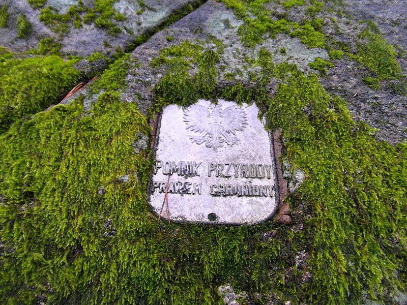 Pomnik przyrody - okolice Skarszew na czerwonym szlaku