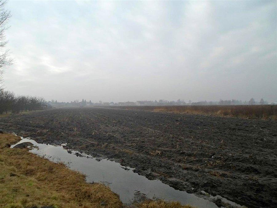 Pola w Koczargach